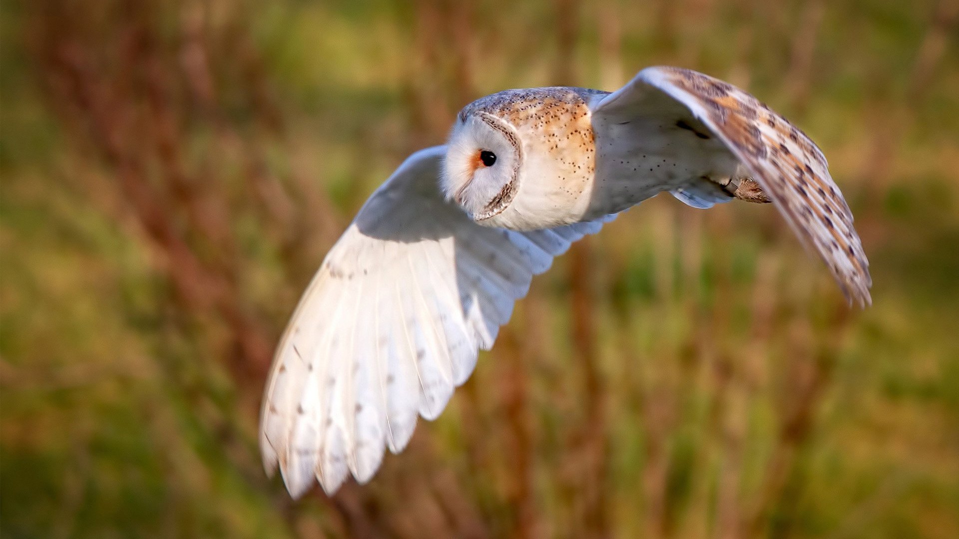 “意甲逆势突围,豪门奋力拼搏争夺荣誉”,意甲争4