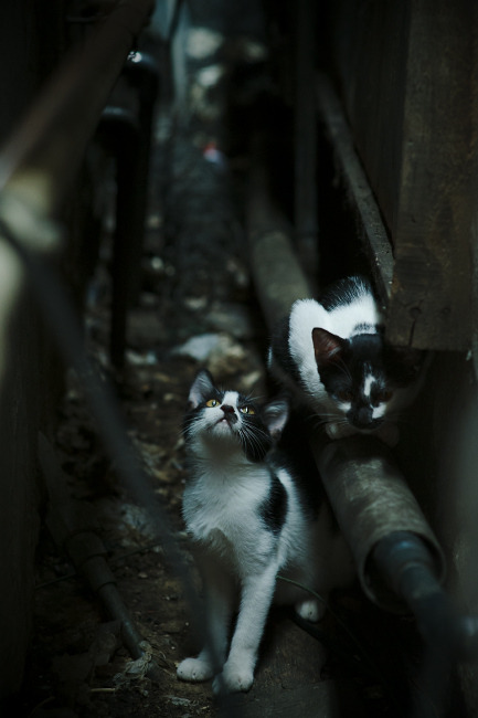 九游平台官网-《英雄联盟MSI季中冠军赛，亚洲战队迎难而上》，msi季中冠军赛全称