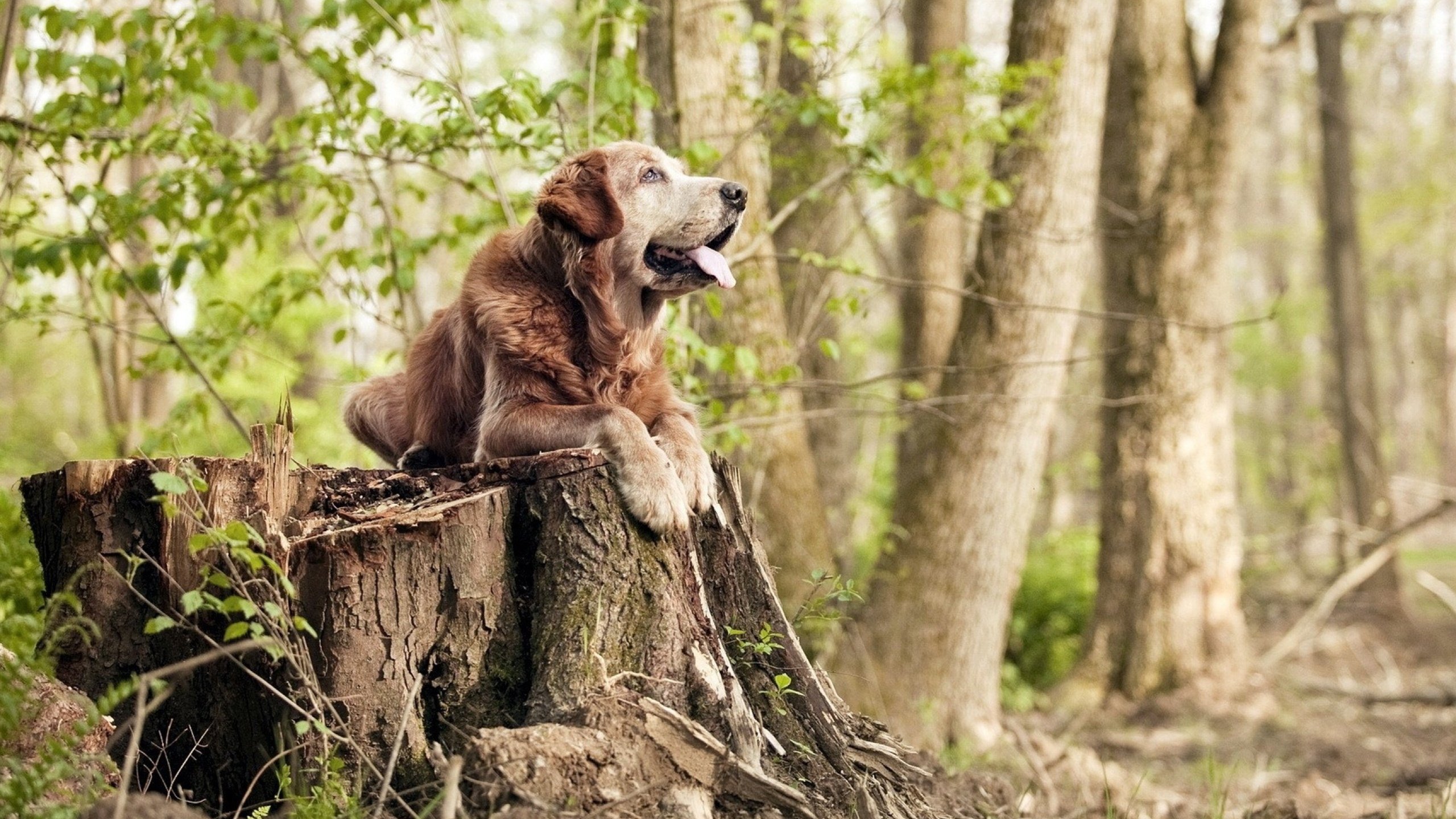九游电脑版-光明记忆“未来战士”线上联盟赛，策略对抗全面升级，2020光明未来直播